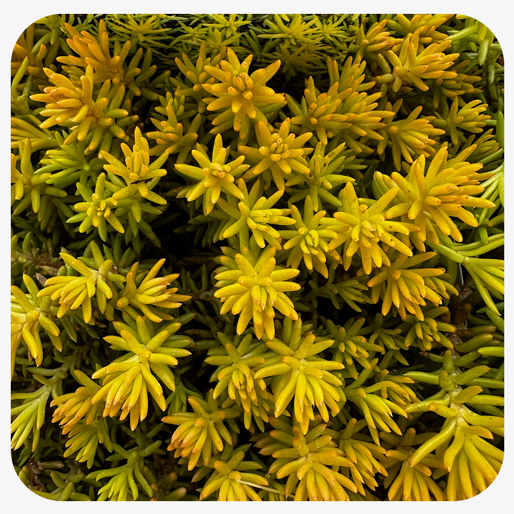 Sedum 'Angelina's Teacup'