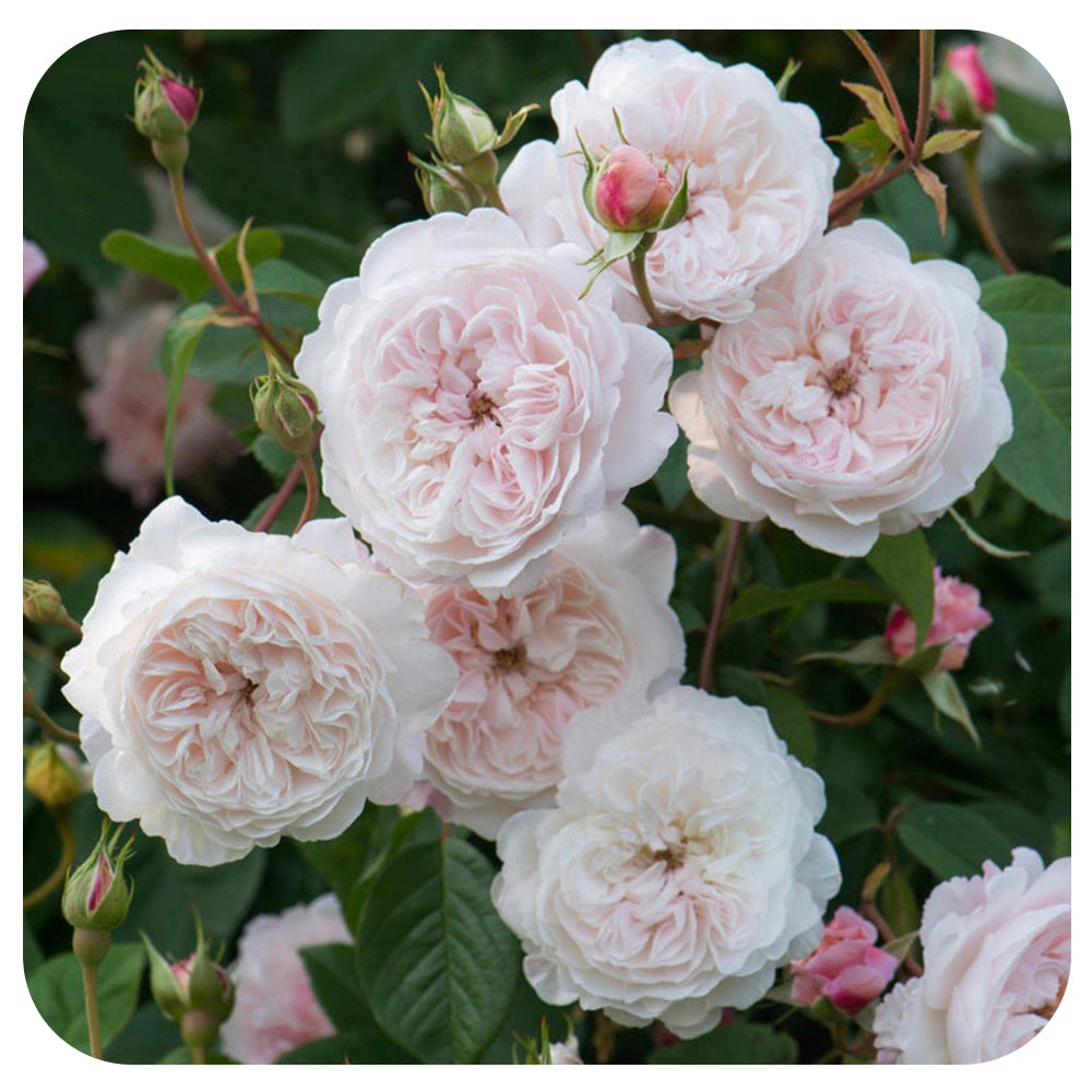 The Albrighton Rambler Rose by David Austin (Climbing Rose