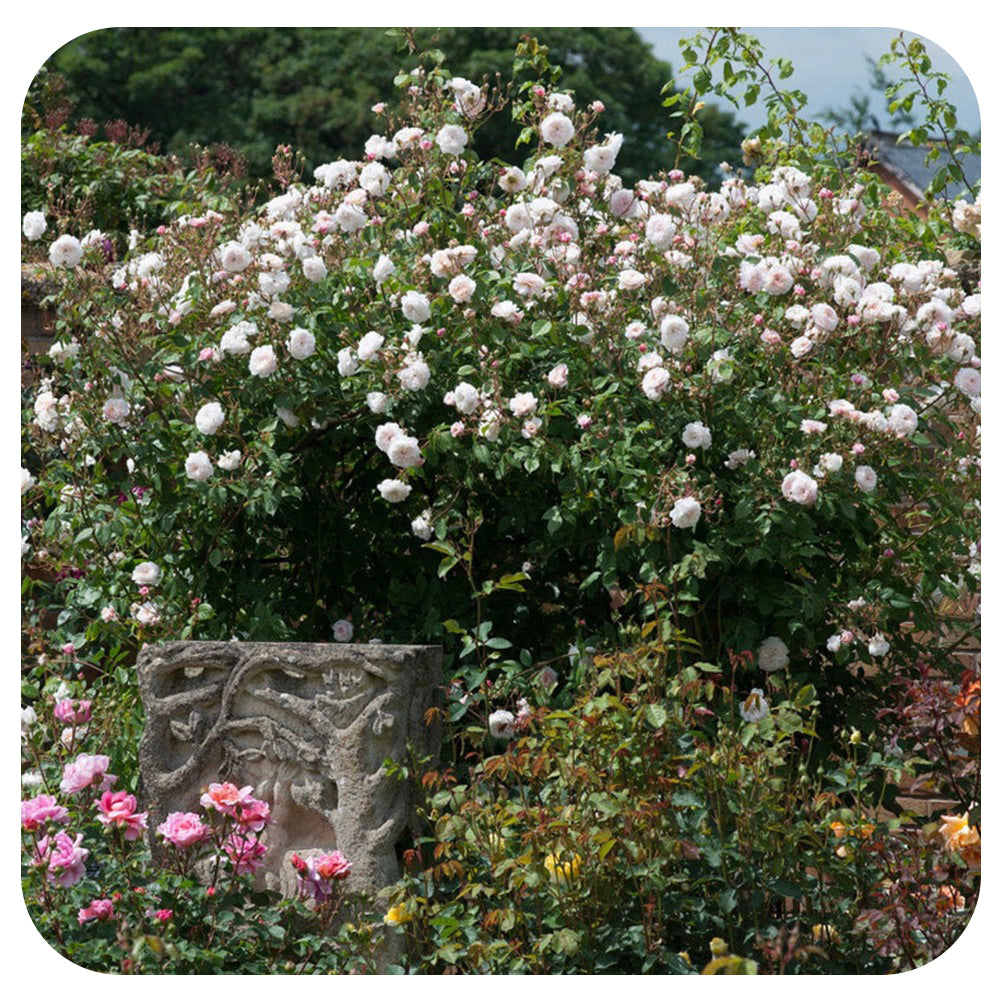 The Albrighton Rambler Rose by David Austin (Climbing Rose)