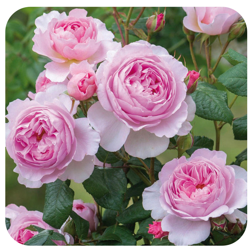 The Ancient Mariner Rose by David Austin