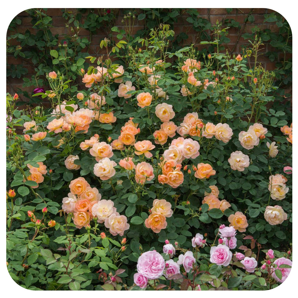 The Lark Ascending Rose by David Austin