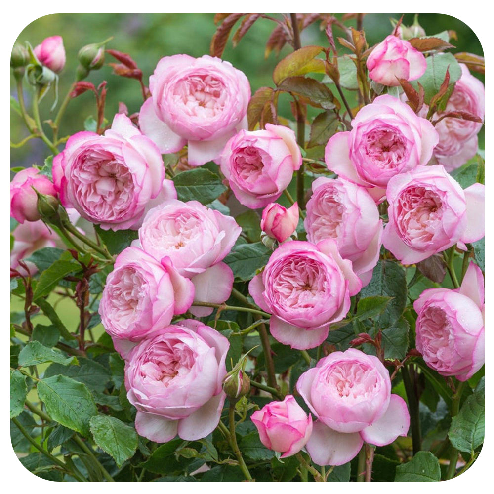 The Mill on the Floss Rose by David Austin