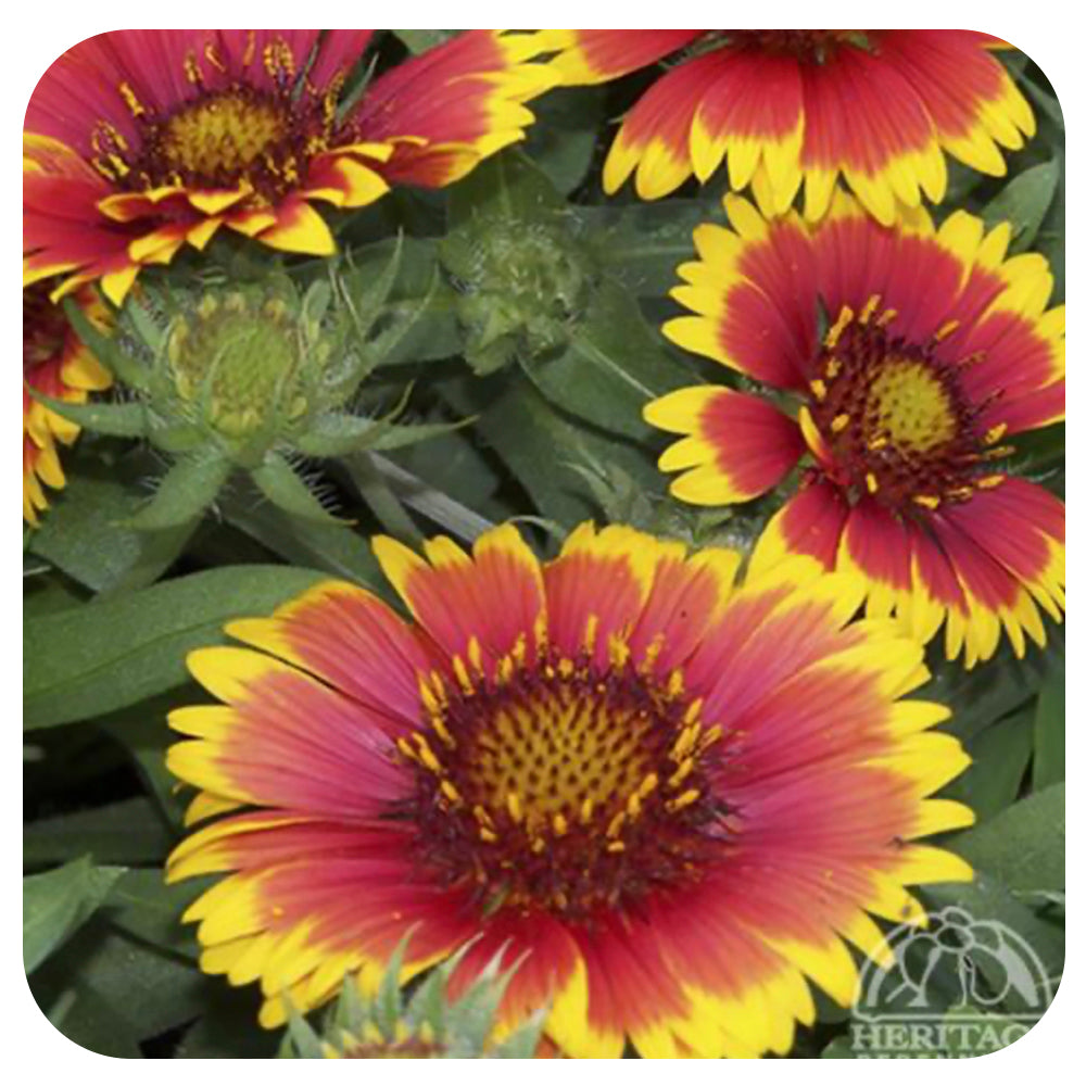 Blanket Flower "Arizona Sun" (Gaillardia aristata)