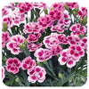 Dianthus caryophyllus ‘Pink Kisses’
