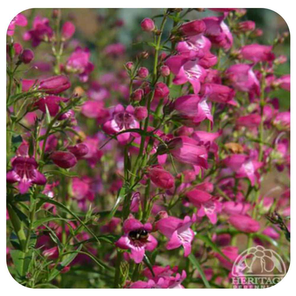 Penstemon Mexicali Red Rocks