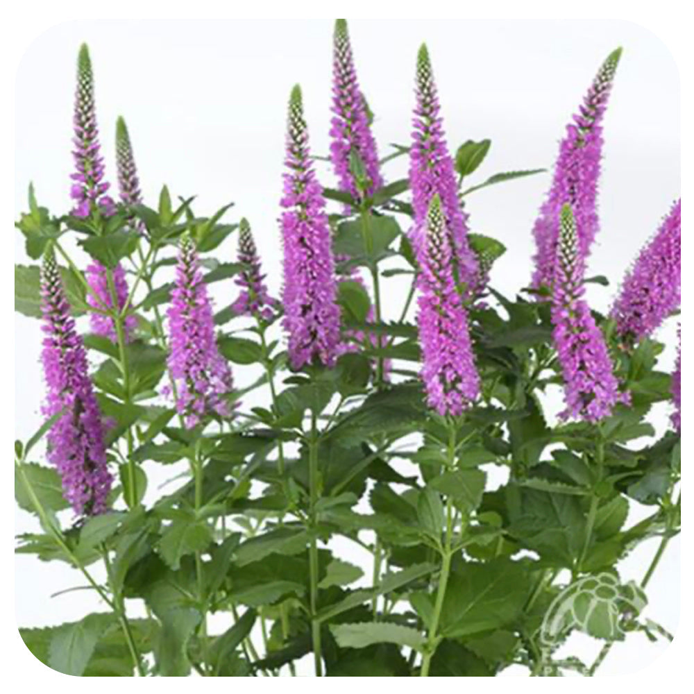 Veronica  longifolia 'Very Van Gogh' (Speedwell)