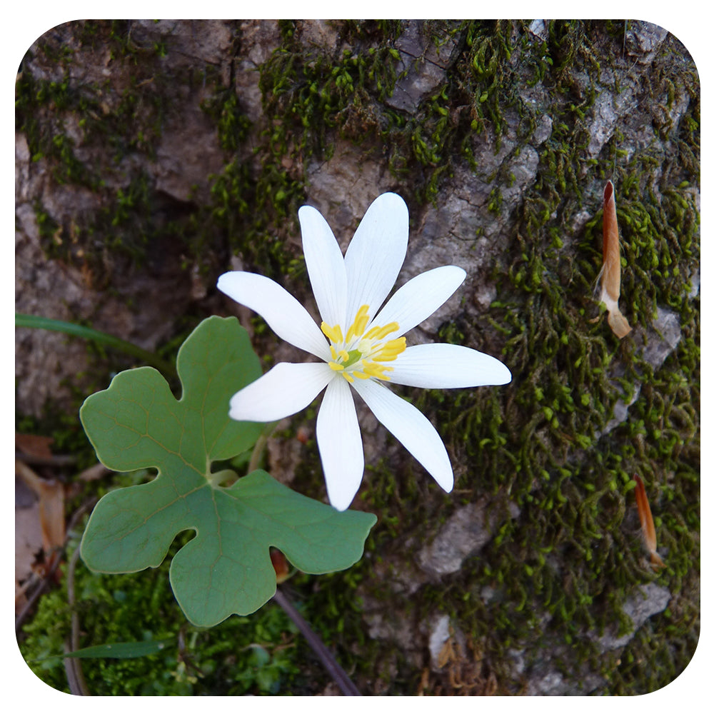 Bloodroot  Sanguinaria (NATIVE PERENNIAL)