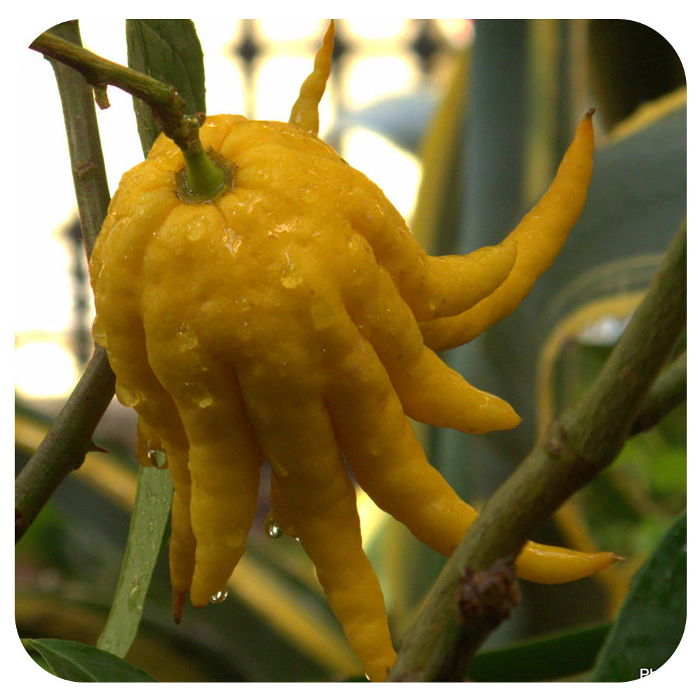 CITRUS - Buddha Hand