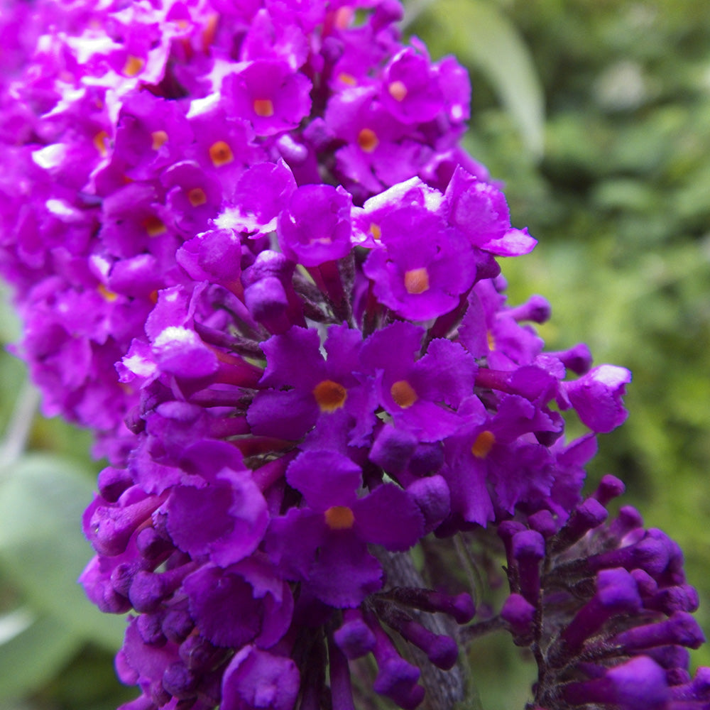 Butterfly Bush Chrysalis Purple
