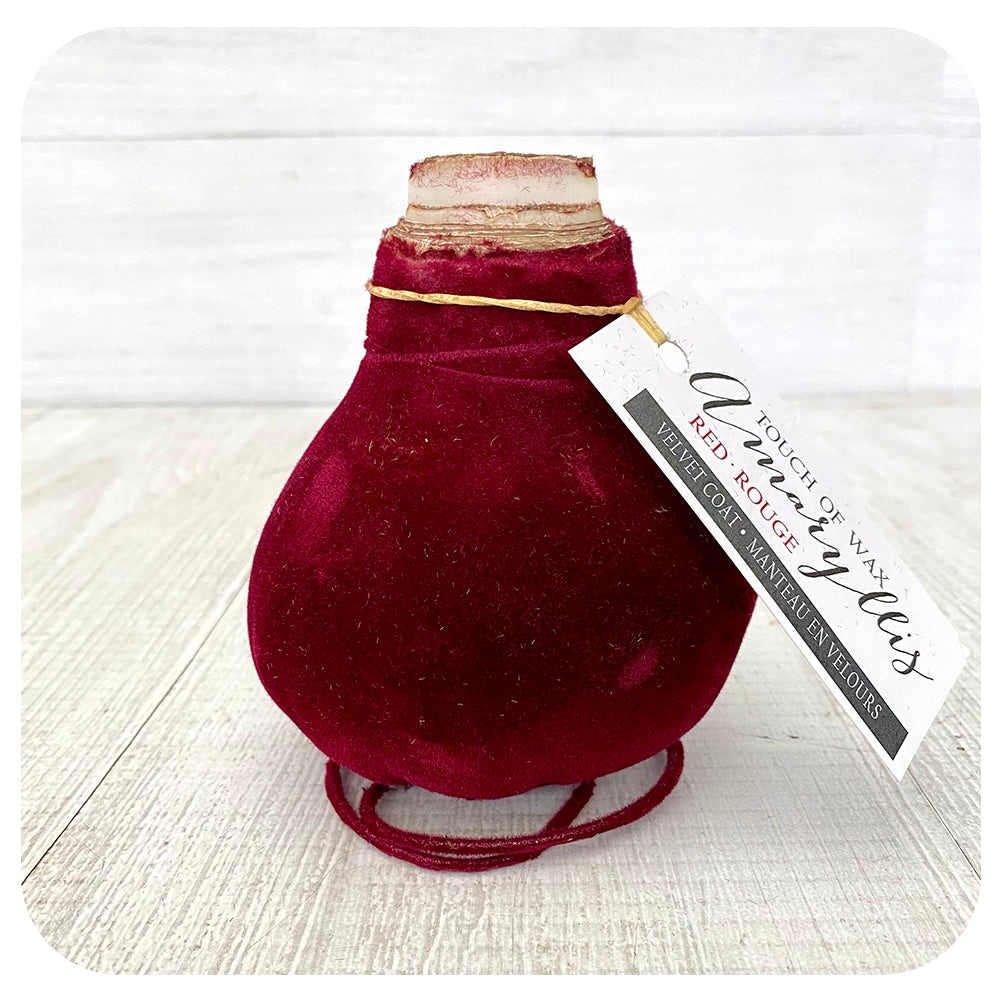 Waxed Amaryllis with Velvet Coat