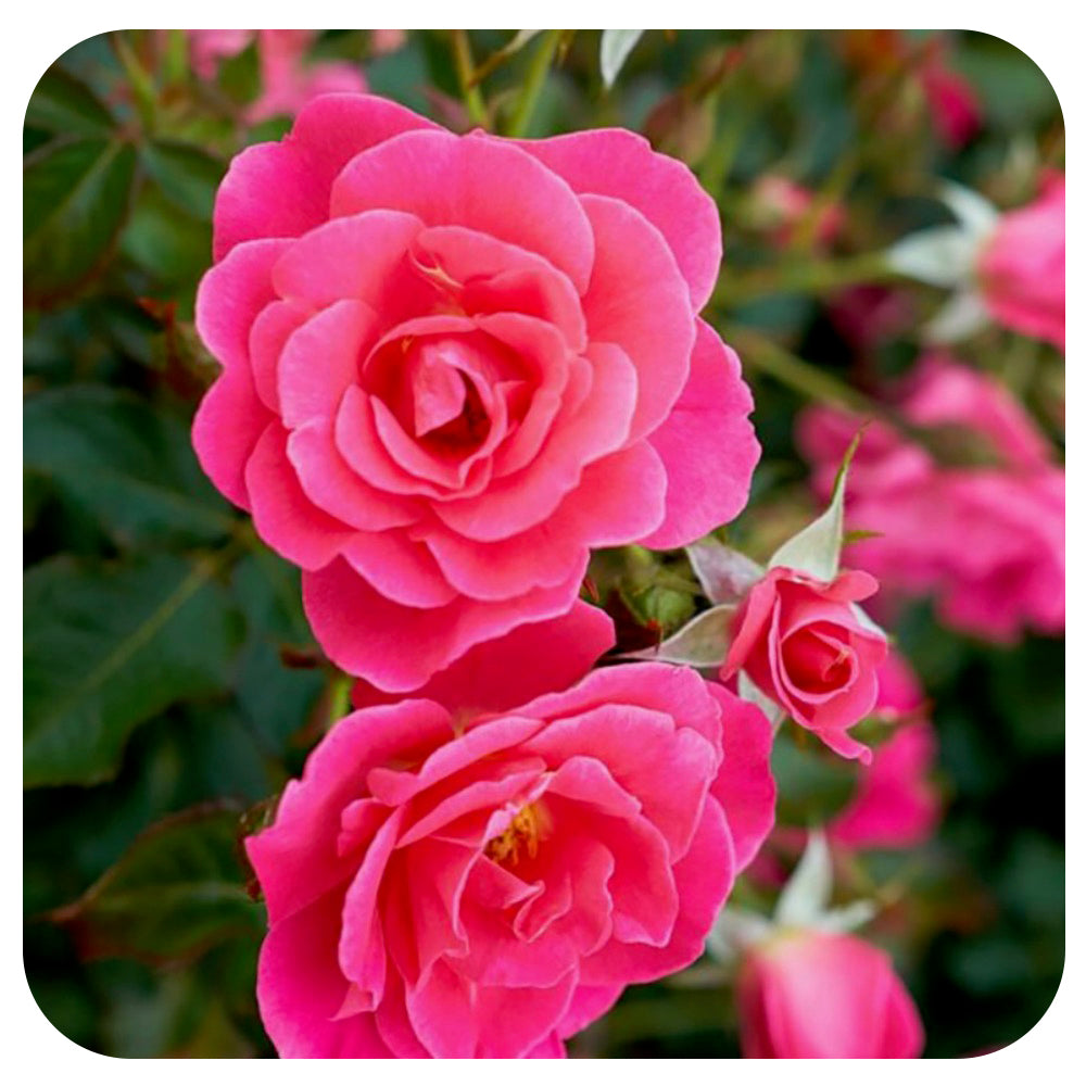 Aurora Borealis Rose (49th Parallel Collection)