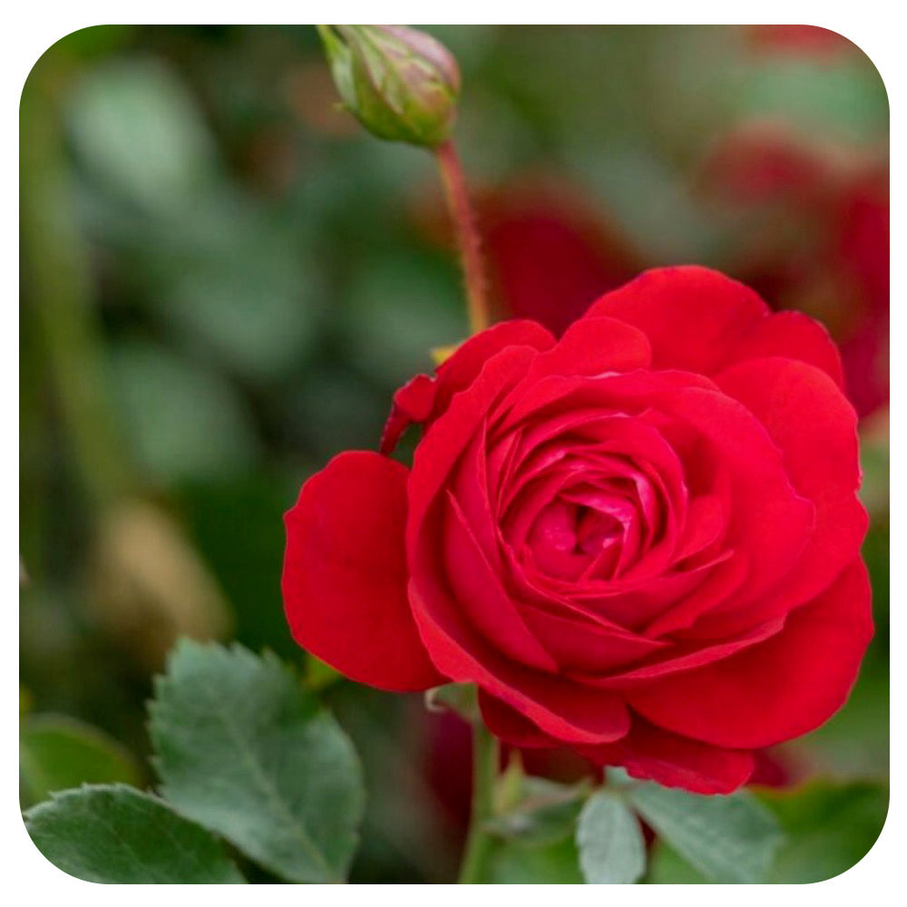 Canadian Shield Rose (49th Parallel Collection)