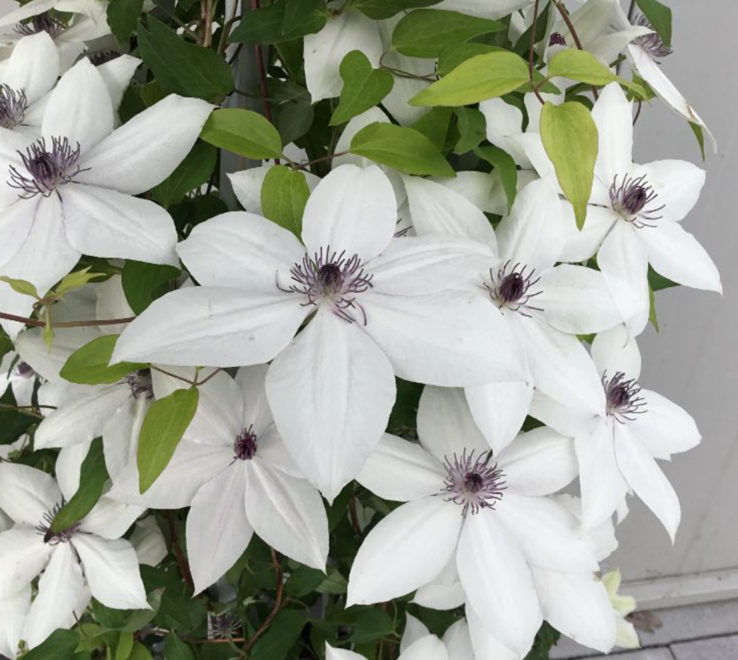Clematis 'Tsukiko' by Raymond Evison