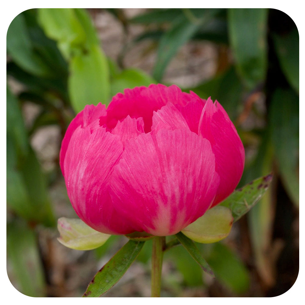 Peony ‘Cytherea'