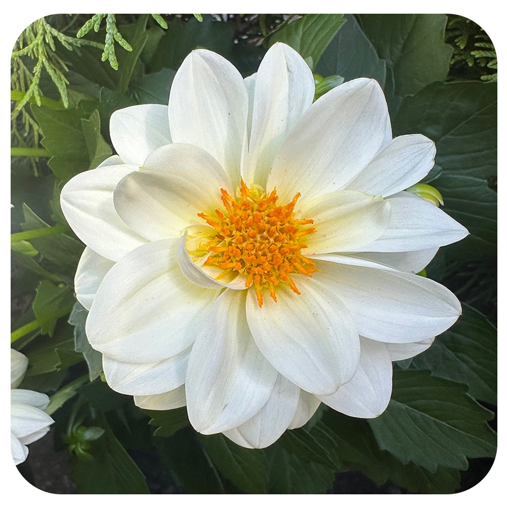 Dahlia (Annual)
