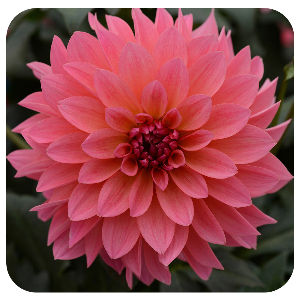 Dahlia Venti Passion Fruit - Davenport Garden Centre