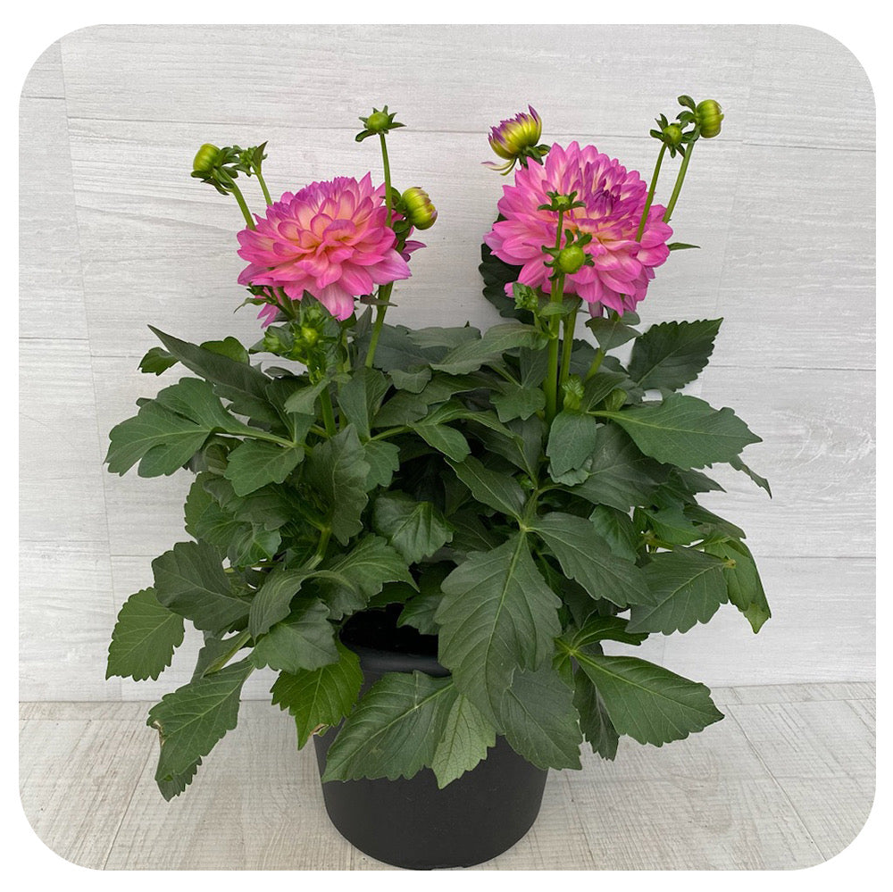 Dahlia Venti 'Pink + White Eye'