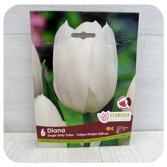 Tulip 'Diana'