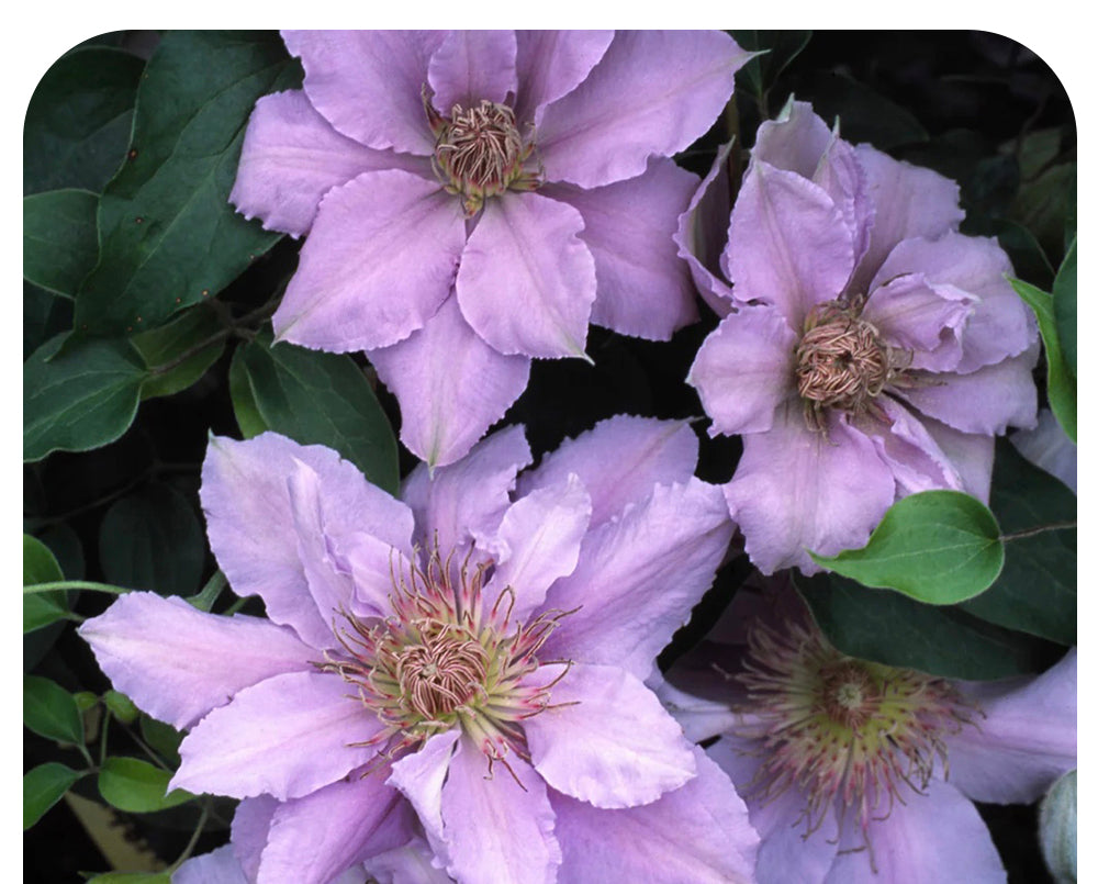 Clematis 'Filigree' (Compact Variety)
