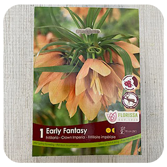 Fritillaria 'Early Fantasy'