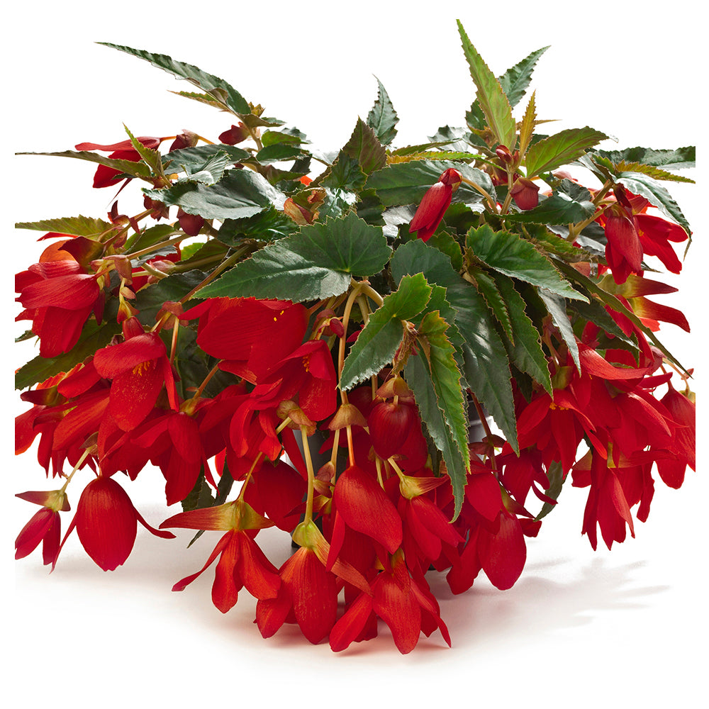 Encanto Begonia Hanging Basket