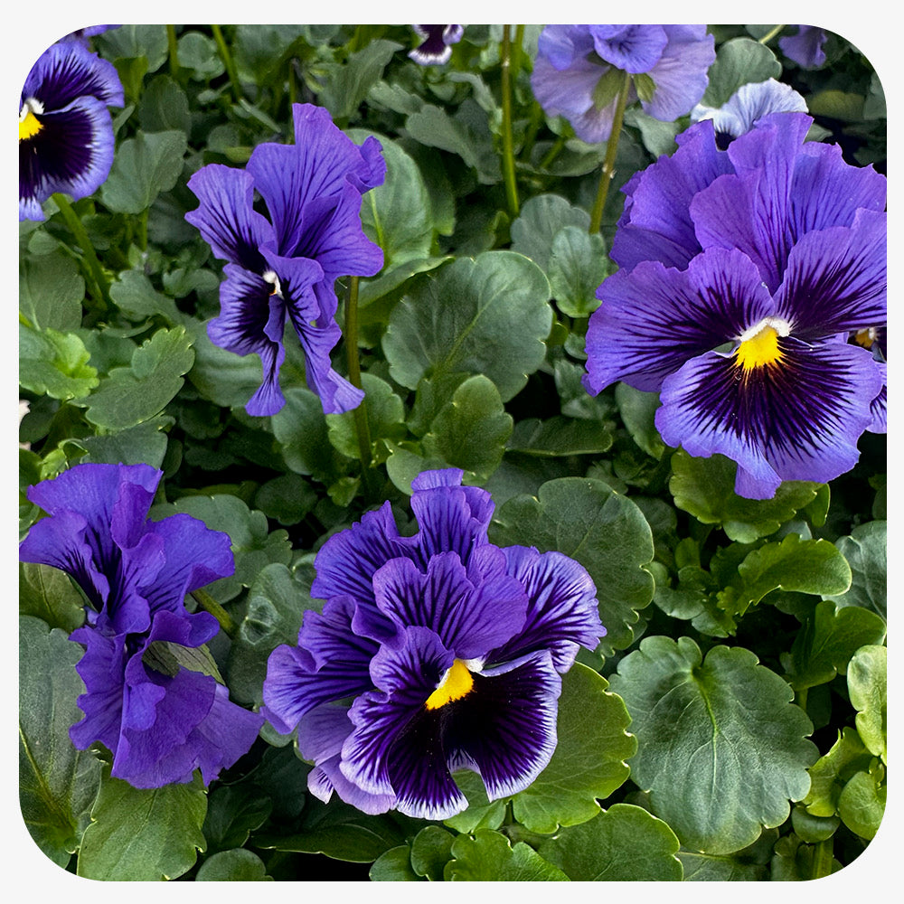 Pansy
