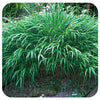 Japanese Forest Grass  (Hakonechloa macra)