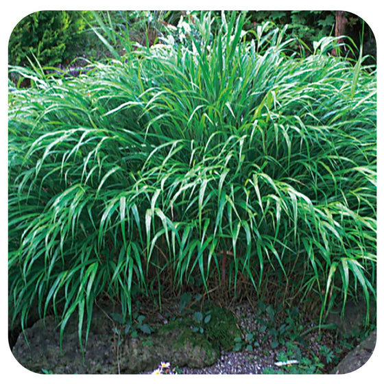 Japanese Forest Grass  (Hakonechloa macra)