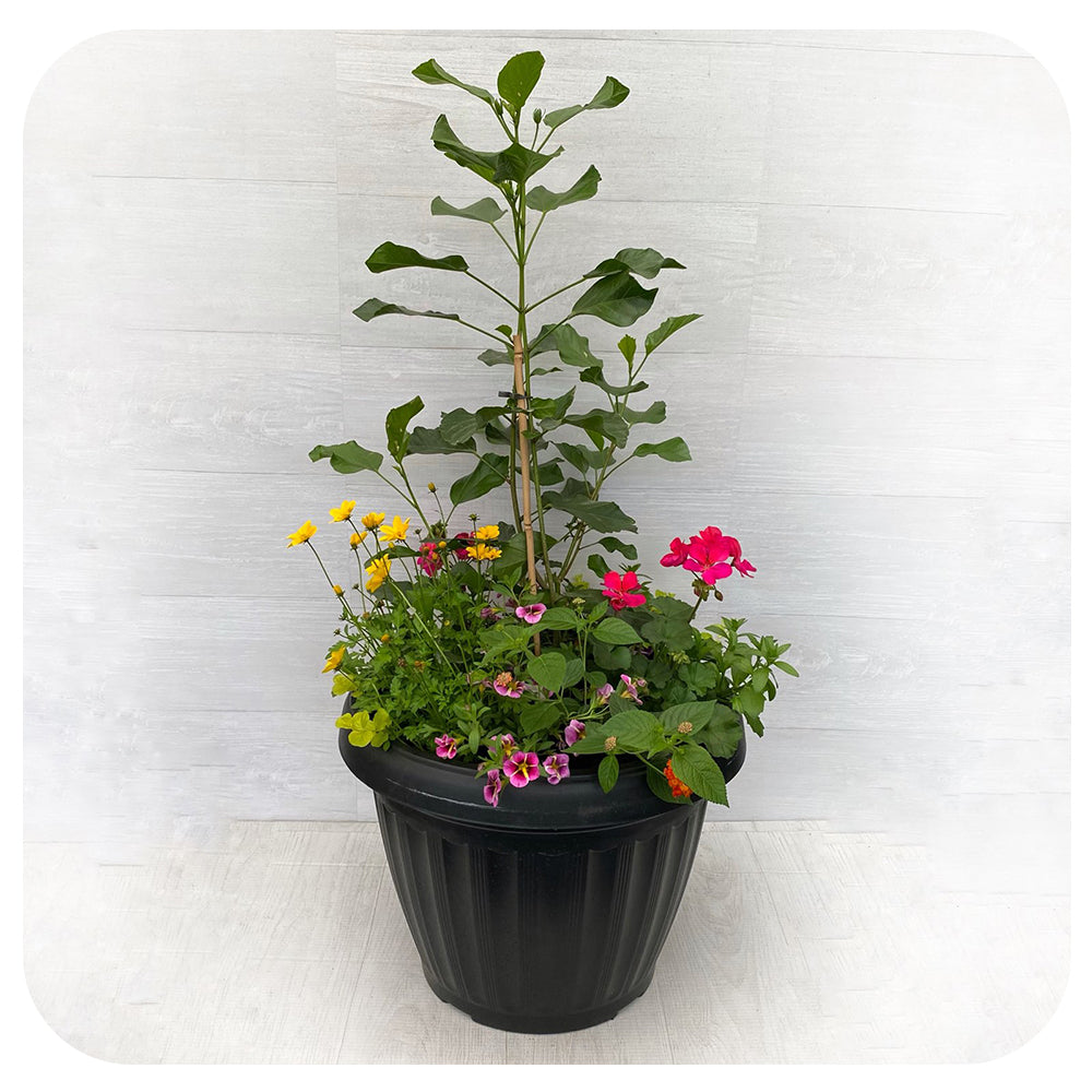 Sun arrangement Mega - Hibiscus with Magenta Geranium and Yellow Bidens