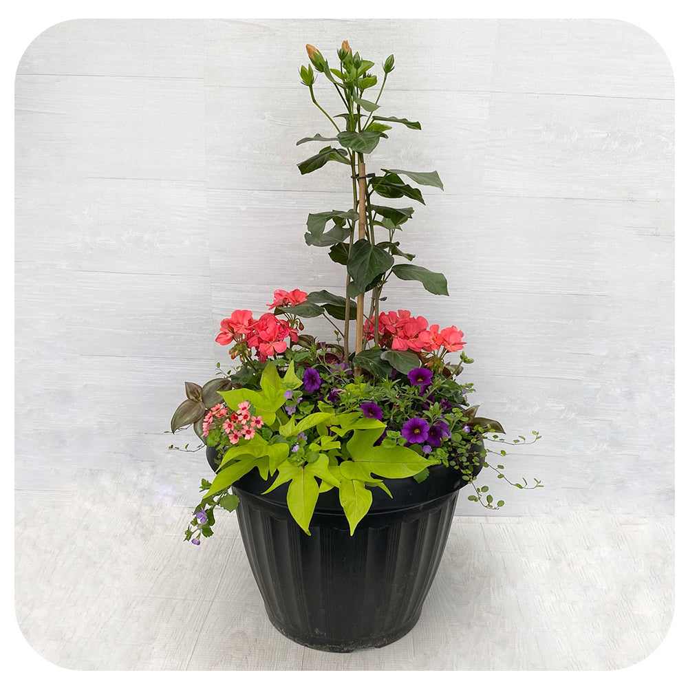 Sun arrangement Mega - Hibiscus with Coral Geranium and blue Calibrachoa
