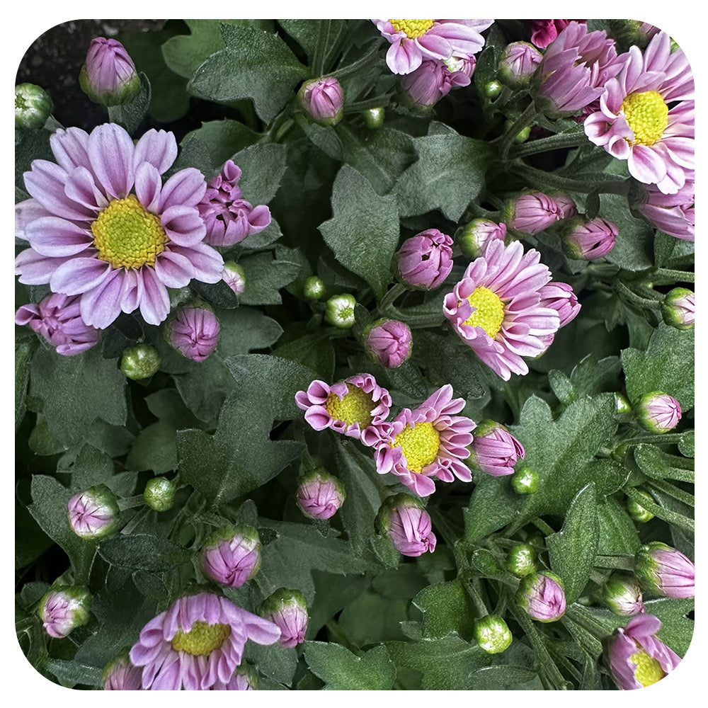 Fleurette Chrysanthemum (Mums)