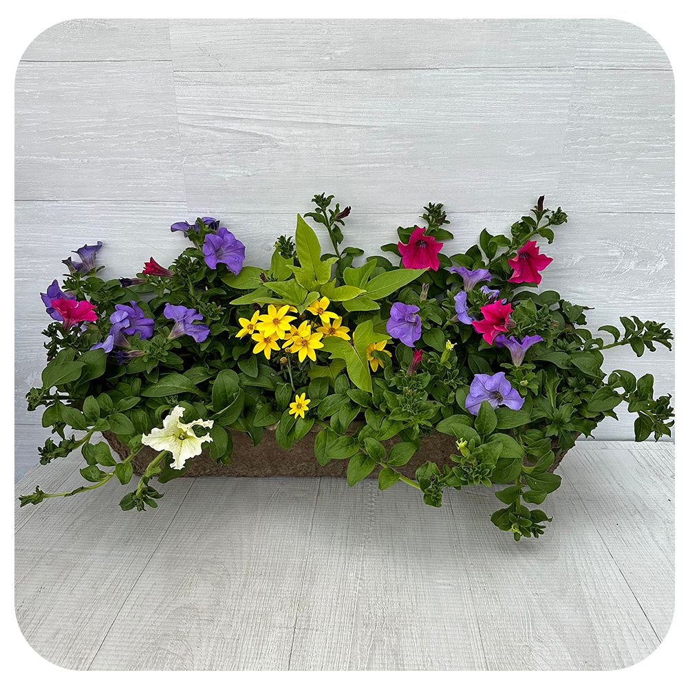 Window Box Sun - Mixed Petunia with Yellow Bidens and Potato Vine