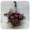 Hanging Basket Sun - Two Tone Pink with Pink Calibrachoa