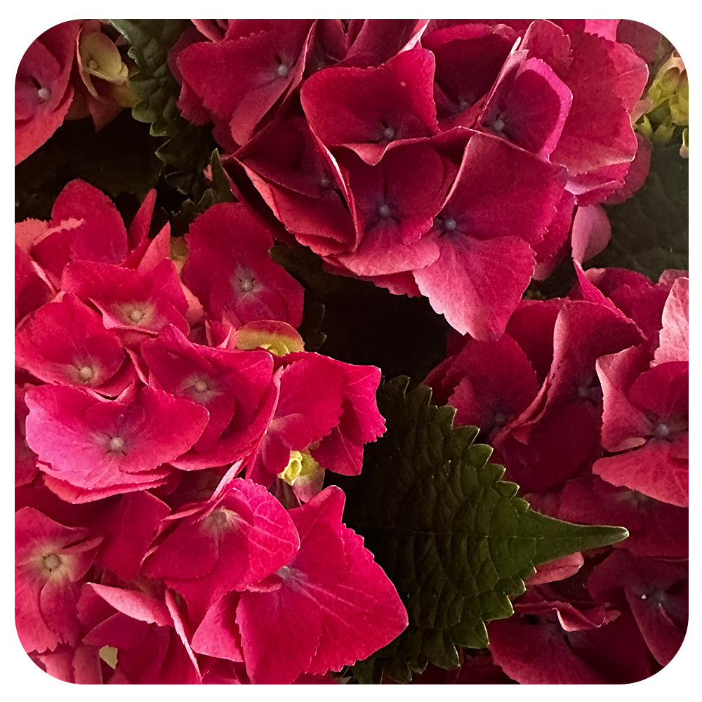 Hydrangea (non perennial variety)