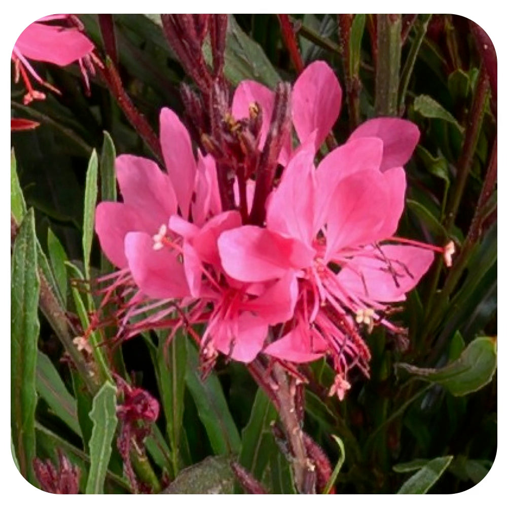 Butterfly Gaura 'Steffi Dark Rose' Gaura lindheimeri