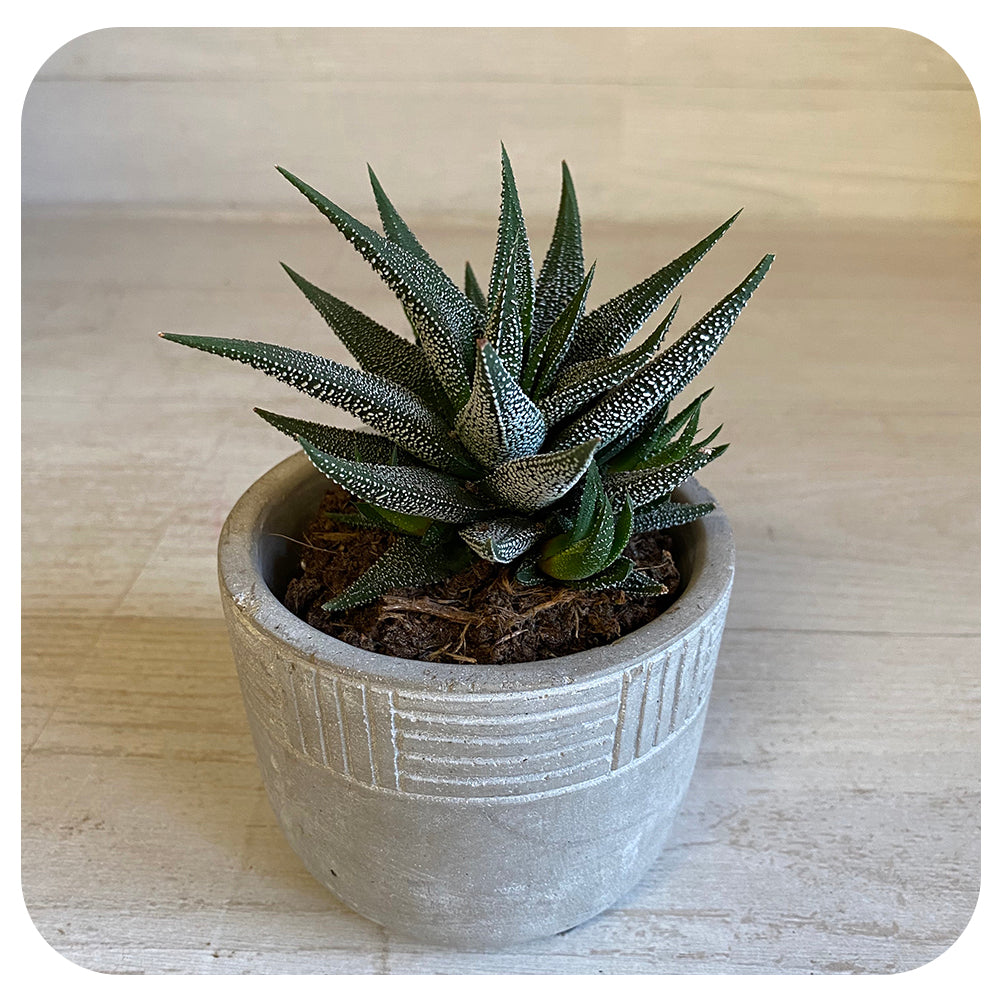 Haworthia - Bambino Assorted 2.5"