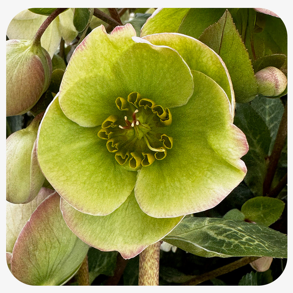 Helleborus Moondance’