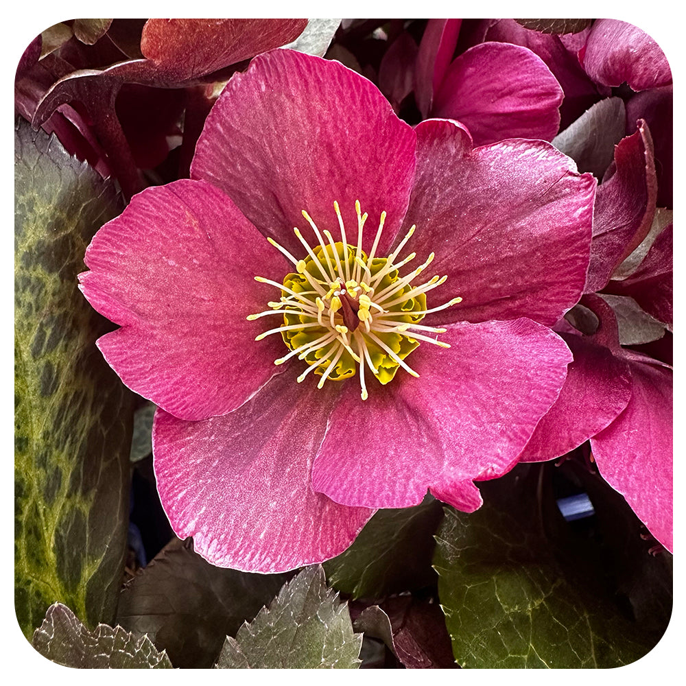 Helleborus ‘Anna's Red’ (Lenten Rose)