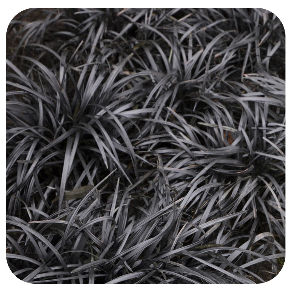 Black Mondo Grass (ophiopogon planiscapus 'nigrescens')