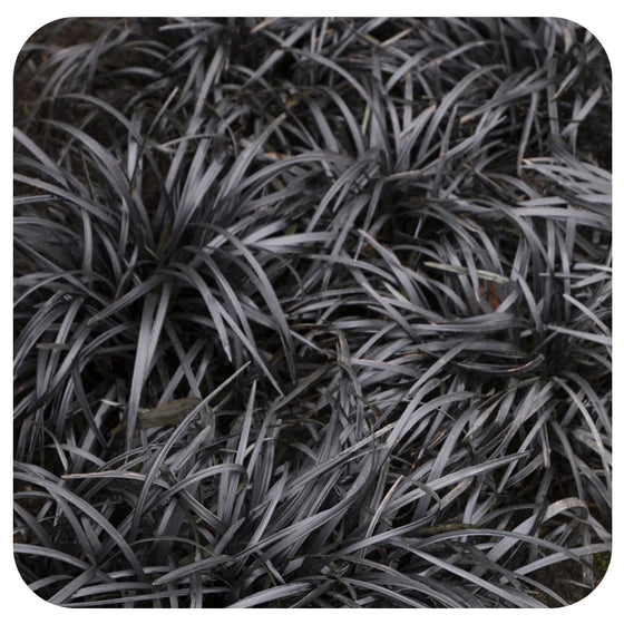 Black Mondo Grass (ophiopogon planiscapus 'nigrescens')