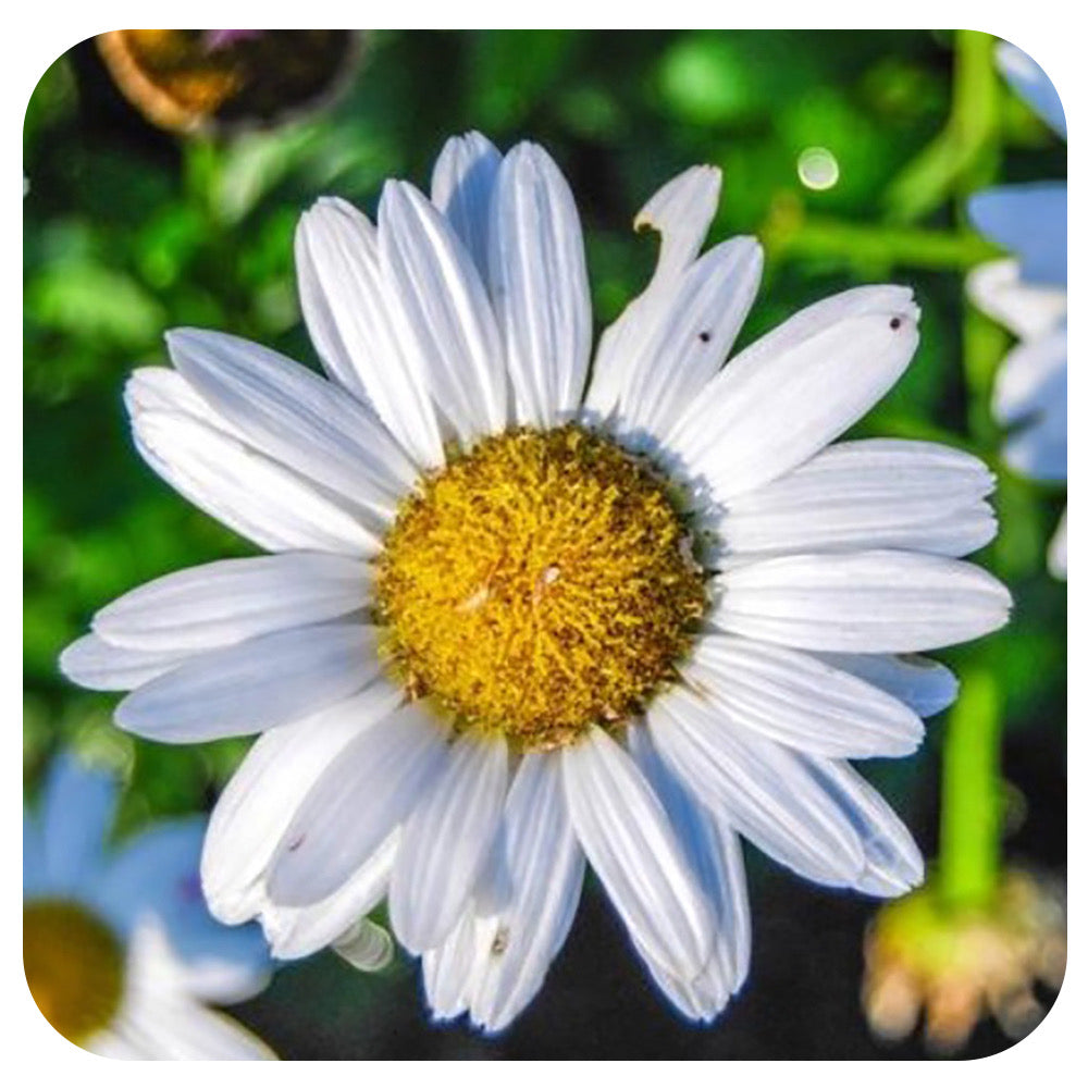 Shasta Daisy 'Snow Lady' (Leucanthemum)