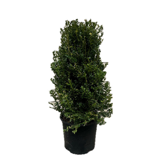 Boxwood Green Mountain Cylinder