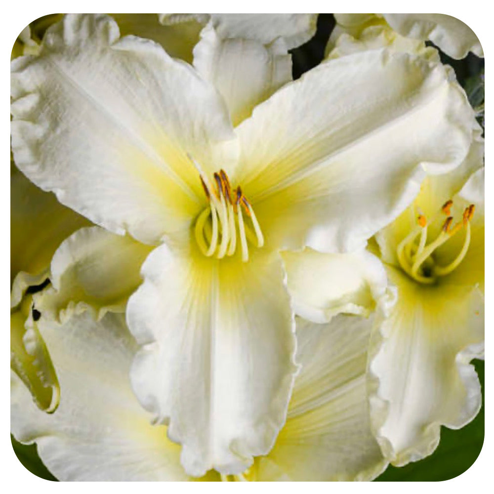 Daylily 'Sunday Gloves' (Hemerocallis)