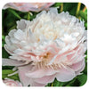 Peony ‘Pecher'