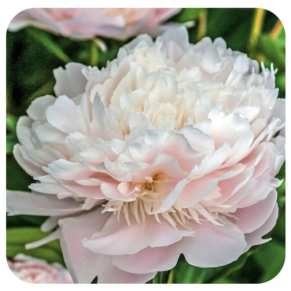 Peony ‘Pecher'