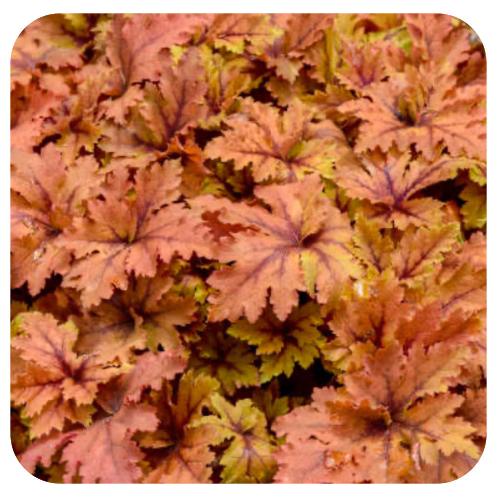 Heucherella 'Copper King'