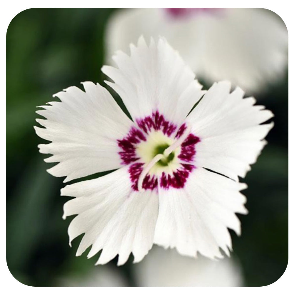 Dianthus  'Mountain Frost White Twinkle'