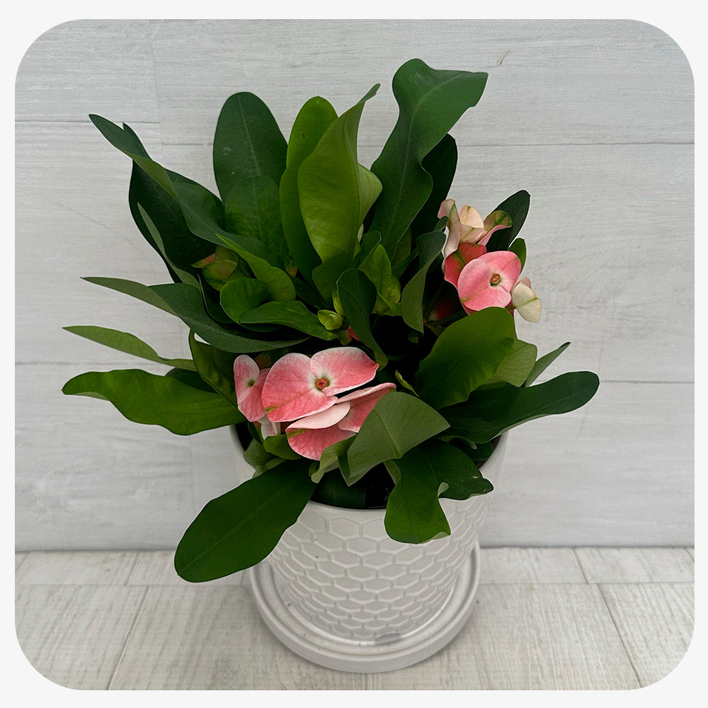Euphorbia  milii Charlotte Pink (Crown of Thorns hybrid)