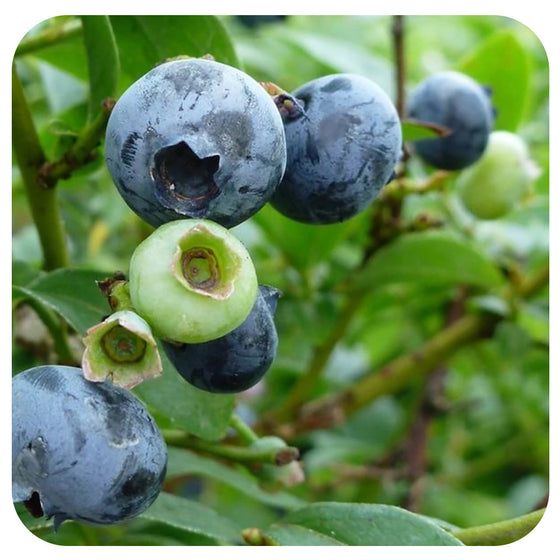 Blueberry 'North Country'