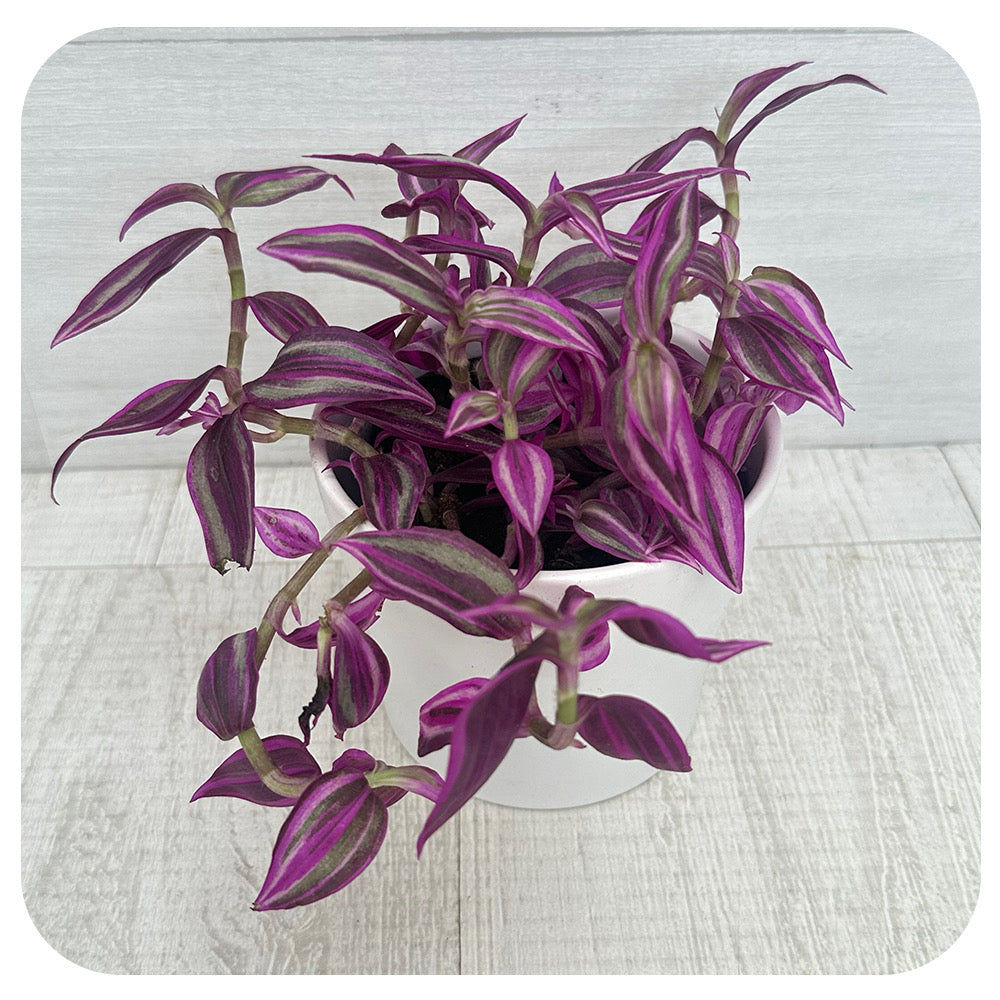 Purple Zebra Plant  'Pink Paradise' (Tradescantia)